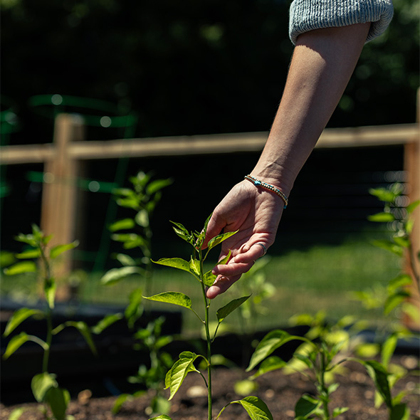Garden2_590x590